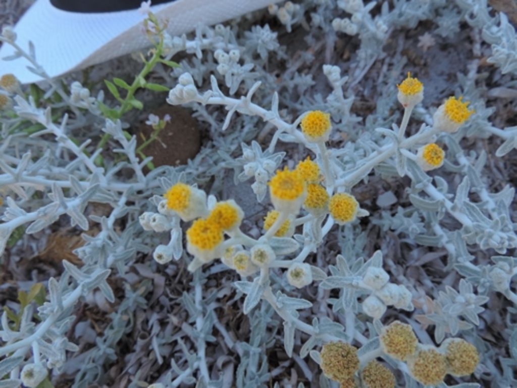 Achillea maritima / Santolina delle spiagge